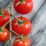 Sakura, økologiske tomatfrø