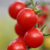 Sebastopol, økologiske tomatfrø