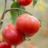 Siletz, økologiske tomatfrø