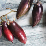 Slivka Gurman, økologiske tomatfrø