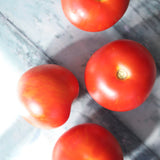 Tigerella, økologiske tomatfrø