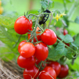 Tumbling Tom Red, økologiske tomatfrø