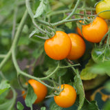 Tumbling Tom Yellow, økologiske tomatfrø
