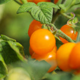 Dwarf Venus, økologiske tomatfrø