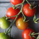 Vesenni Michurinskii, økologiske tomatfrø