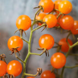Stikkelsbær, økologiske tomatfrø