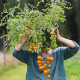 Yashi, økologiske tomatfrø