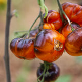 Yellow Dragon, økologiske tomatfrø