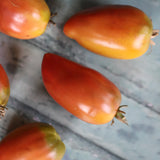 Dwarf Almandine, økologiske tomatfrø