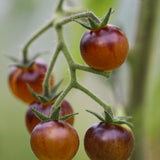 Cream, økologiske tomatfrø