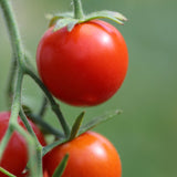 Farthest North, økologiske tomatfrø