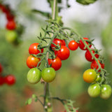 Iva's Red Berry, økologiske tomatfrø