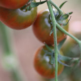 Karma Miracle, økologiske tomatfrø