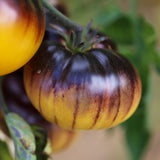 Mordovian Blues, økologiske tomatfrø