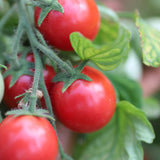 Whippersnapper, økologiske tomatfrø